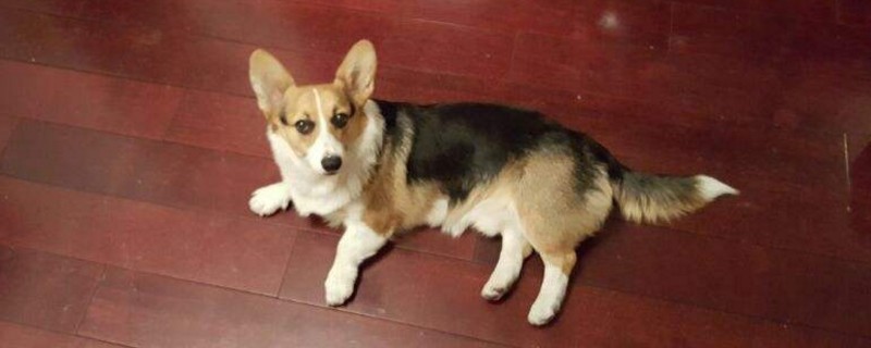 但如今,柯基早已摆脱了工作犬的身份,所以主人不想给柯基断尾的话,这