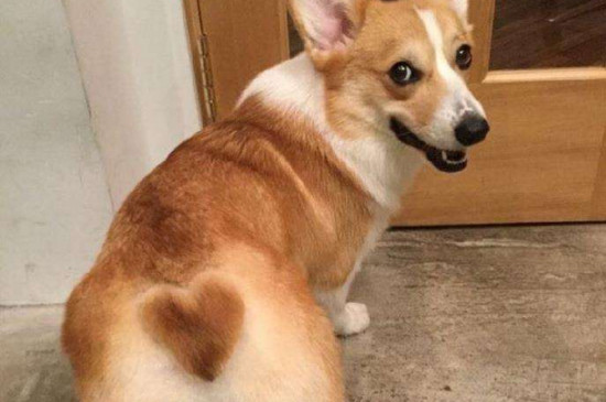 柯基不断尾可以吗