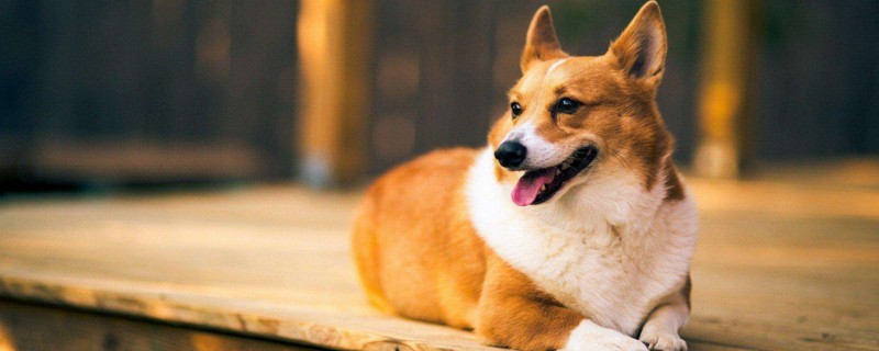 博美犬,京巴犬还有澳大利亚梗,这十种狗狗是最适合家养的小型犬