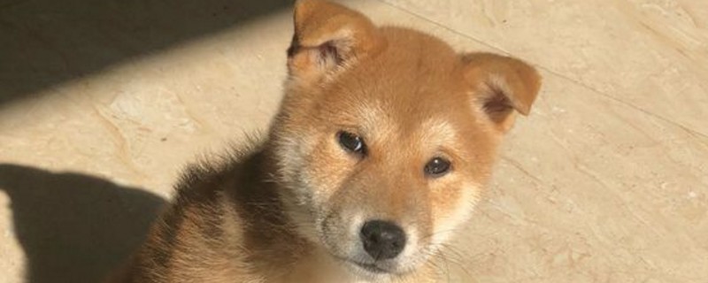 小柴犬怎么看纯不纯-轻博客