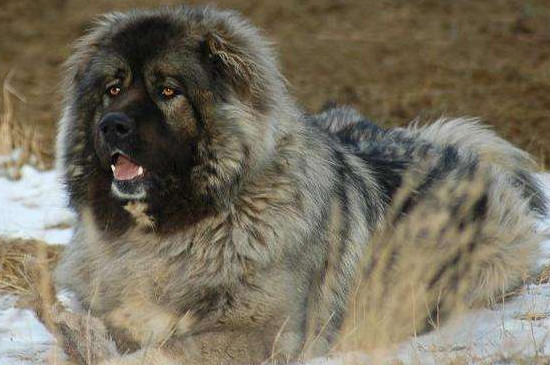 3,高加索犬