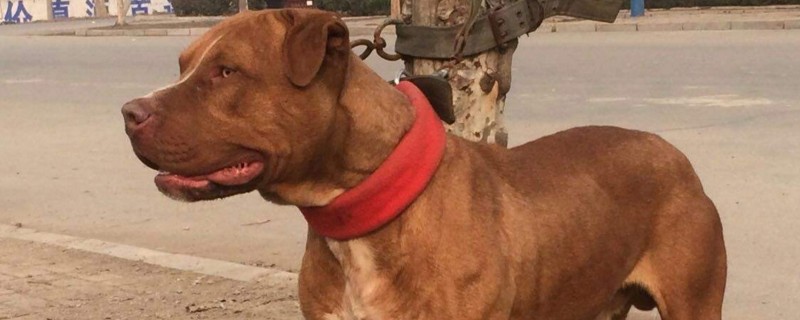 世界第一猛犬-轻博客