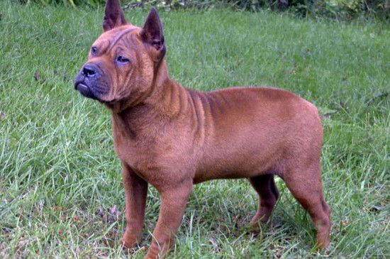 山区打猎最厉害的狗