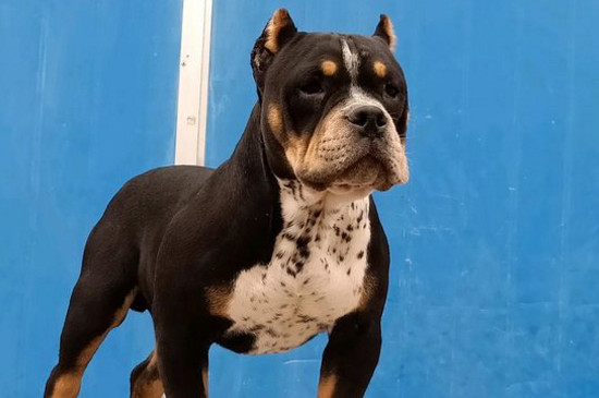 狗狗喂养  恶霸犬的好色程度与泰迪有的一拼,它们经