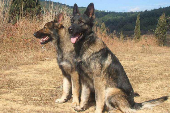 而昆明犬,还没有进行正式的智商测评,但是其智商应该不会高于德国牧羊