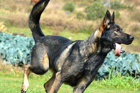 昆明犬昆明犬和德国牧羊犬很像.