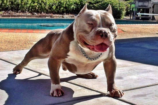 恶霸犬几个月开始爆头