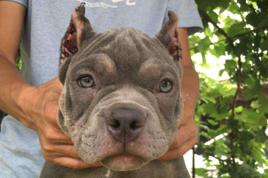 恶霸犬为什么要剪耳朵