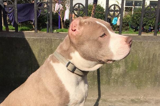 恶霸犬为什么要剪耳朵