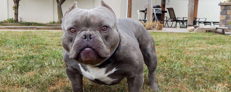 恶霸犬为什么要剪耳朵