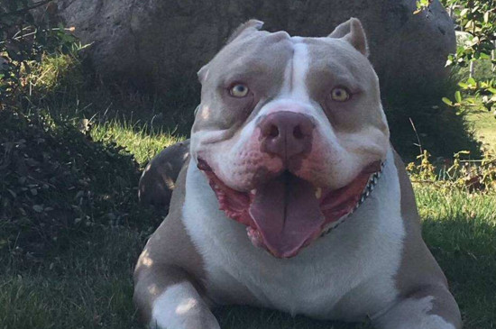 恶霸犬怎么看品相