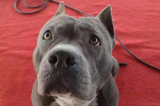 恶霸犬冬天能在室外养吗