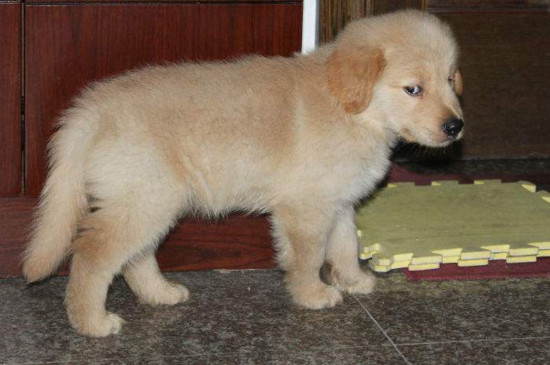 金毛训练团子视频(金毛犬训练方视频教程)