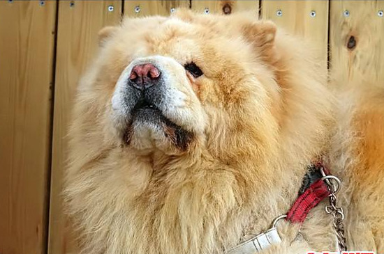 狗狗大全  熊狮犬和松狮都起源于中国,它们的整体看着有些相似,也常常