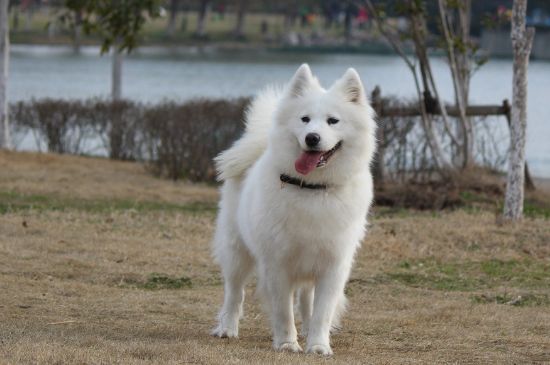 什么中型犬适合家养