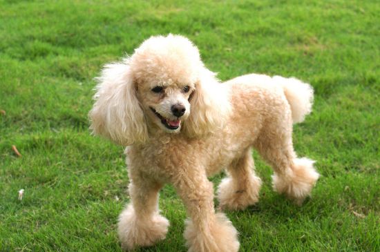 贵宾犬的饲养方法