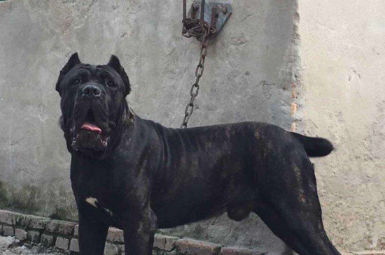 不过卡斯罗犬一般情况下不会惹事,只有当主人受到威胁时,它才会展露出