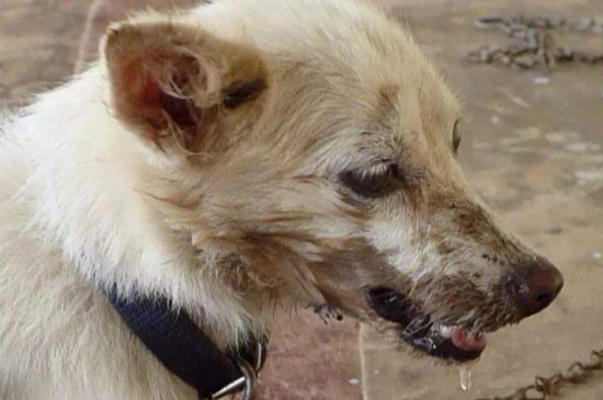 狗狗狂犬病症状