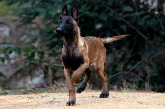 幽灵犬是什么狗