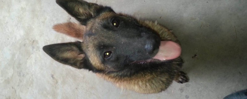 幽灵犬多少钱一只