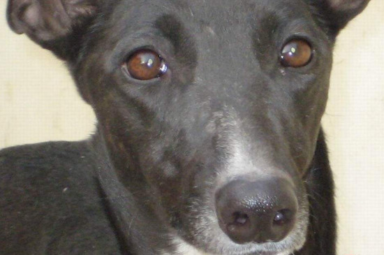 幽灵犬多少钱一只