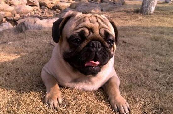 不养巴哥犬的理由