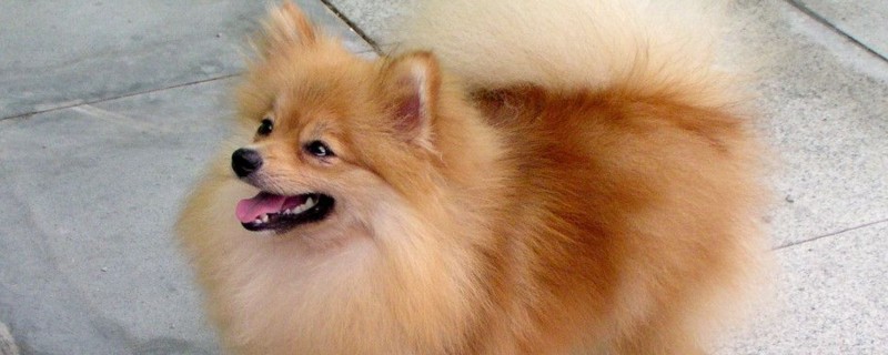 俊介犬和博美的区别-轻博客
