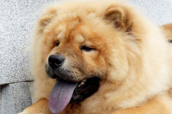狗狗资讯  松狮的舌头呈紫色,通常说明它的身体很健康,而舌头呈粉色