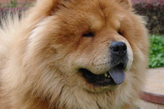 松狮的舌头为什么是紫色