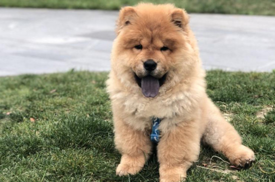 小型松狮犬能长多大