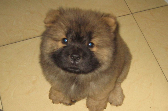 小型松狮犬能长多大