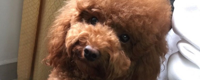 便宜好养的小型犬-轻博客