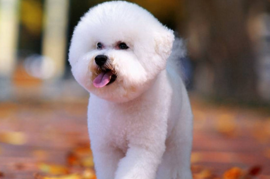 生性很活泼,对于大多数女孩子来说,很愿意喂养这种小巧玲珑型的狗狗