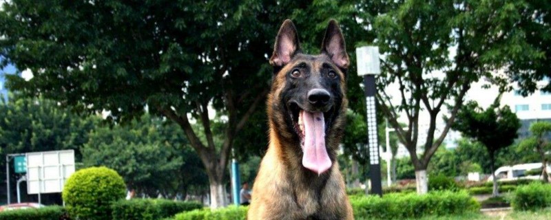 牙齿会非常的瘙痒,需要借助外物来缓解症状,要在马犬很小的时候训斥呵