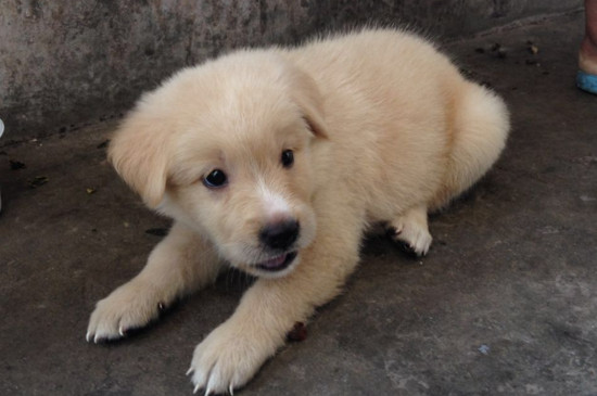 金毛可以当土狗养吗