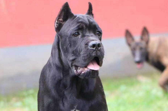 卡斯罗为什么要剪耳