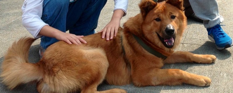 土狗的血统斑驳,但却有着几千年的历史,而串串狗是杂交而来的品种