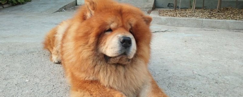 松狮犬能长多大