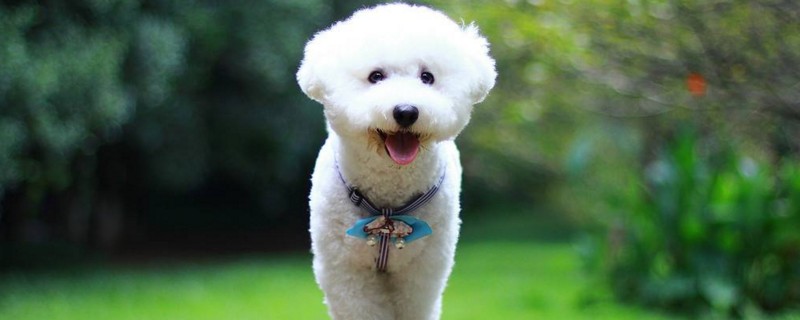 比熊,泰迪,巴哥犬都是很适合上班族养的犬种,如果偏爱大中型犬的话