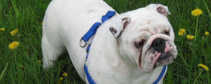 法斗犬智商相当人几岁