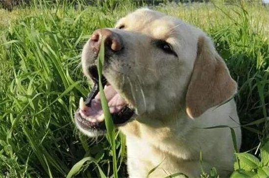 狗为什么吃草