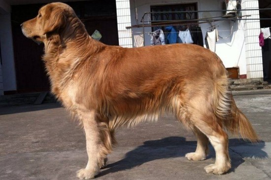 金毛是有两种血统的,一种是英式血统,就是卷毛;一种是美式血统,是直毛