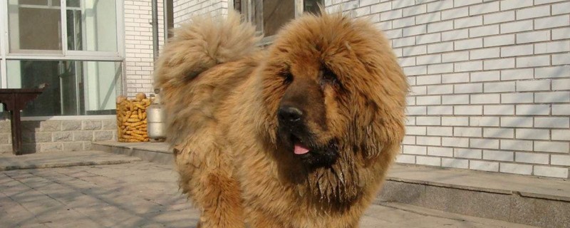 狗狗大全  世界上被禁养的狗狗有藏獒,比特犬,拿波里藏犬,日本土佐犬