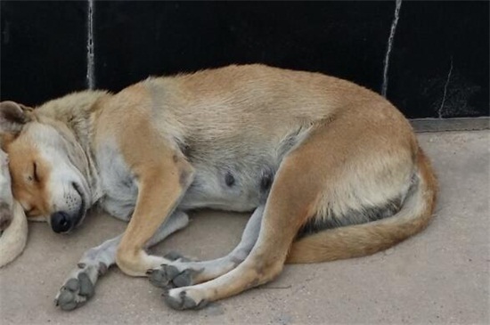 狗狗护理  全身抽搐是狗狗的脑炎死亡时最常见的症状,狗狗在得病的