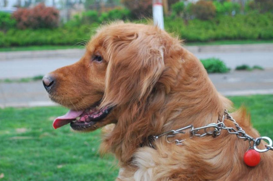 同时,拉布拉多常见的毛色有黄色,黑色,白色,巧克力色,但金毛的毛色