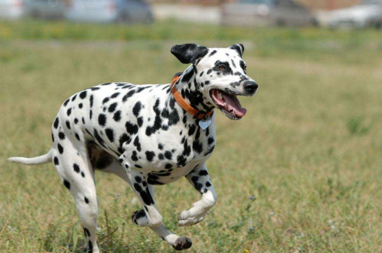 大麦町犬为什么禁养