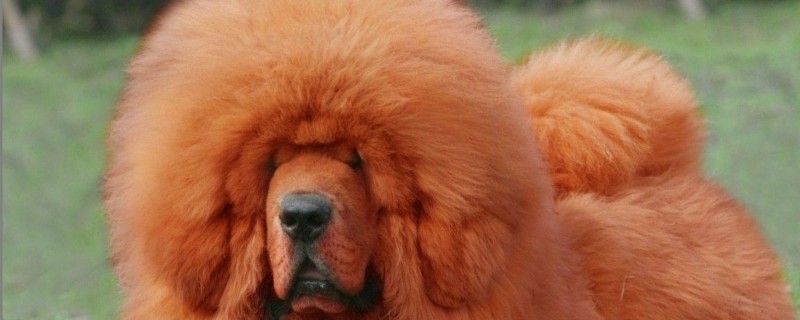 藏獒犬是西藏名犬,被称为天狗,是最古老的稀有犬种,也是世界最猛的犬