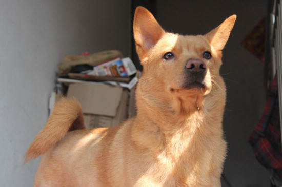 中华田园犬多被称作土狗,大黄狗和柴狗,地域分布极广,是中国几千年