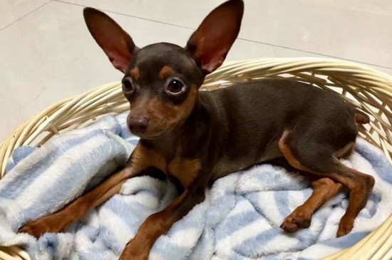 养小鹿犬的禁忌