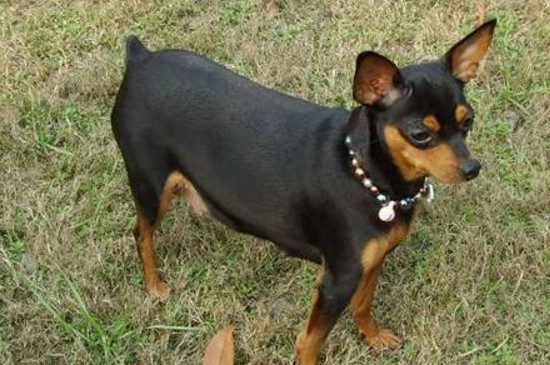 养小鹿犬的禁忌